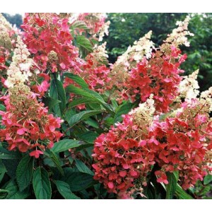 Гортензия метельчатая Hydrangea paniculata Pinky Winky